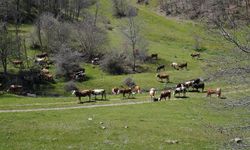 Alpagut-Atalan için bilirkişi raporu: “ÇED kararı iptal edilmeli”