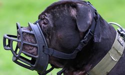 İngiltere'de çocuklu ailelere köpek şoku: 12 yaş altına yasak geliyor!