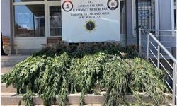 Hasat edilmeye hazır 782 kök kenevir ele geçirildi