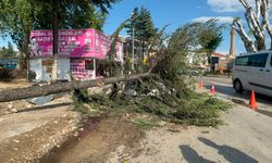 Fırtınada kökünden sökülen ağaç otomobilin üzerine devrildi