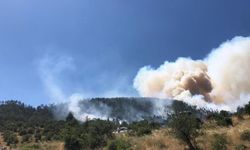 Balıkesir'de orman yangını