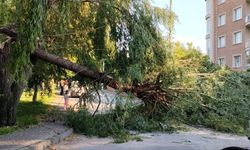 Eskişehir'de Şiddetli rüzgar parktaki ağacı devirdi