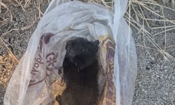 Eskişehir'de Kan Donduran Olay! Yavru Kedi Ağzı Bantlanıp Çöpe Atıldı