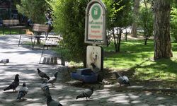 Eskişehir'de susayan güvercinler köpekler için bırakılan sudan içti