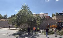 Eskişehir'de devrilen ağaç kara yolunu kısmen trafiğe kapattı