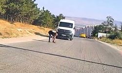 Bir yandan koştu, bir yandan diğer sürücüleri uyardı: Kaplumbağayı ezilmekten kurtardı