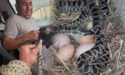Samanlıkta yumurta yerken yakaladığı yılanı eline dolayıp etrafındakileri korkuttu