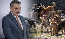 Bakan Çiftçi: "Sokak hayvanlarının yüzde 88'i toplandı"