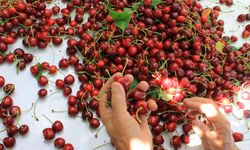 ABD ve Avrupa kirazda bu aromayı özellikle istiyor