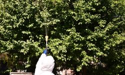 Tepebaşı'nda parklardaki ağaçlar zararlılara karşı ilaçlanıyor