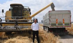 Beylikova Belediyesi hububat hasadına başladı