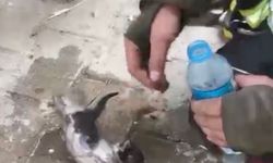 Yangında su ve oksijen verilen yavru kedi hayata döndürüldü