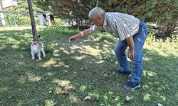 Eskişehir'de akıllı kedi balıkçının yanından bir an olsun ayrılmadı
