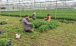 Yaz sıcağında serada zorlu üretim