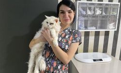 Evcil hayvanlarınızı evde tek bırakırken dikkat