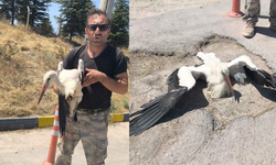 Eskişehir'de bacağı kırık halde bulunan leylek 4 gündür yardım bekliyor
