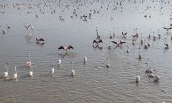 Akşehir Gölü’nde yıllardır özlenen tablo: Flamingolarla renklenen gölde umut büyüyor
