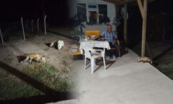 Eskişehir'de eve misafir olan tilki beslediler