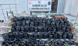 Eskişehir’de saksıda kenevir operasyonu: 161 kök ele geçirildi, 1 kişi tutuklandı