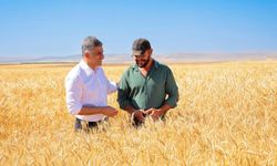 İklim krizine yerli kalkan: ETİ, kuraklığa dayanıklı Kanatlı Buğdayı’nın ilk tohumluk hasadını gerçekleştirdi