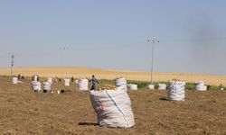Eskişehir’de patates üretimi sahada incelendi