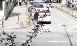 Sarıyer’de başıboş köpekler vatandaşları tedirgin ediyor