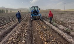 Patnos topraklarında yetişiyor, Cips fabrikalarına gidiyor