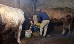 Eskişehir’de 1 ton 750 kiloluk dana Guinness’e hazırlanıyor
