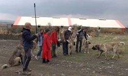 Türk çoban köpeklerine hayran kaldılar