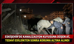 Eskişehir'de kanalizasyon kuyusuna düşen at tedavi edildikten sonra koruma altına alındı