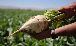 Eskişehirli pancar üreticilerinden imza kampanyası: Alım fiyatı 4 bin 500 TL olmalı!