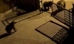 Kars’ta vatandaşın ayıya ile güldüren tepkisi: "Ne buldun da yiyorsun"