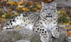 Hollanda'da leopar saldırısına uğrayan hayvan bakıcısı hayatını kaybetti