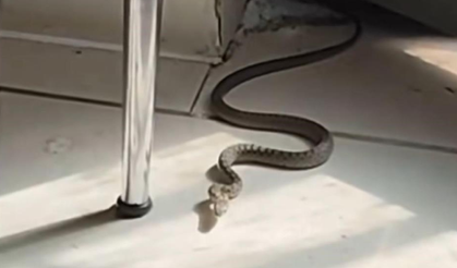 Mutfağa giren yılanı gören kedi zıpladı!