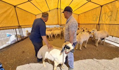 Eskişehir’de Kurban Pazarı durgun: Alan da şikayetçi satan da!