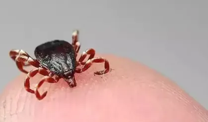 Yaz aylarıyla birlikte kene vakalarında artış yaşanıyor