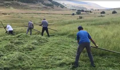 Ardahanlı çiftçilerin tırpanlarla zorlu ot biçme mesaisi
