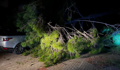 Fırtına ağaç devirdi: 1 kişi yaralandı