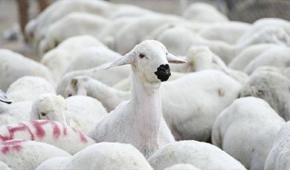 “Kırsalda Bereket” projesi başlıyor: 150 bin küçükbaş üreticiye verilecek