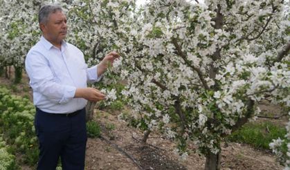 Tüccarların depo oyunu: Elmalar depolandı, ucuza satılmak istenmiyor
