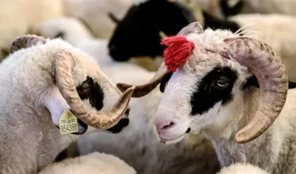 Bakan Yumaklı açıkladı: Satılamayan kurbanlıkları Et ve Süt Kurumu alacak