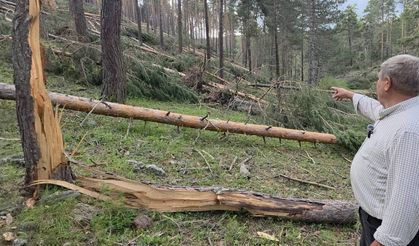 Türkmen Dağı’nda doğa felaketi: Yüzlerce çam ağacı devrildi