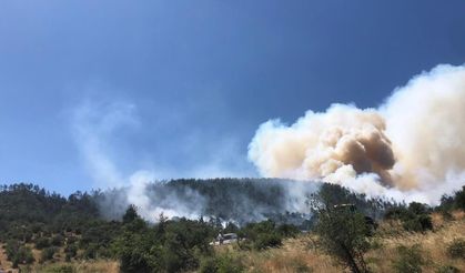 Balıkesir'de orman yangını
