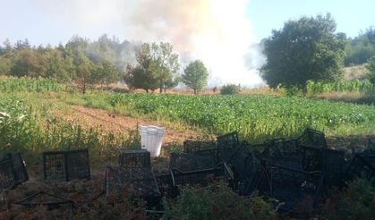 Bursa’da orman yangını: Havadan ve karadan müdahale başlatıldı