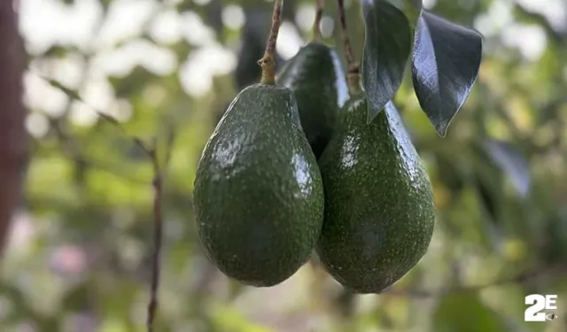 Avokado tarlada tanesi 20 TL'den alıcı buluyor