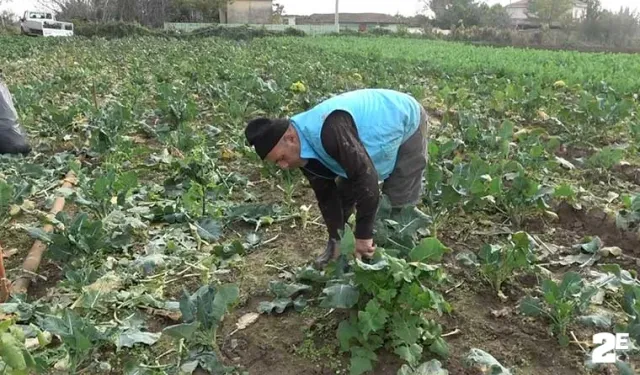 Bafra Ovası’nda brokoli ve karnabaharda ’altın’ sezon