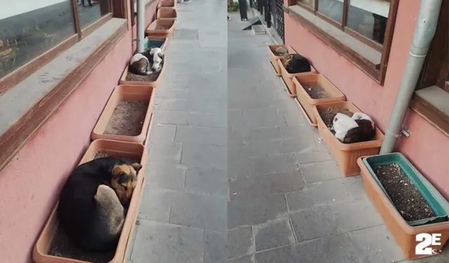 Bu köpekler işlerini biliyor