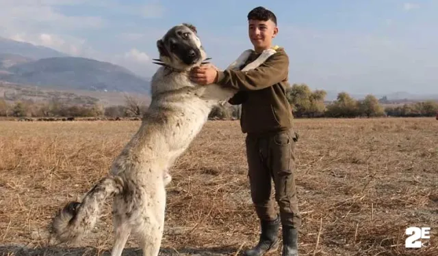 Çobanların en güvendiği dostları: Çoban köpekleri