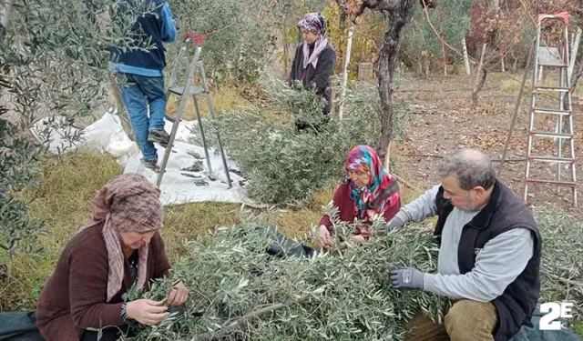 Eskişehir’de çiftçiler dönümden 2 ton zeytin aldı, yüzleri güldü