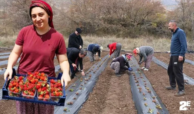 Tatlısu köyü, Çileğin merkezi olacak